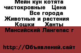 Мейн-кун котята чистокровные › Цена ­ 25 000 - Все города Животные и растения » Кошки   . Ханты-Мансийский,Лангепас г.